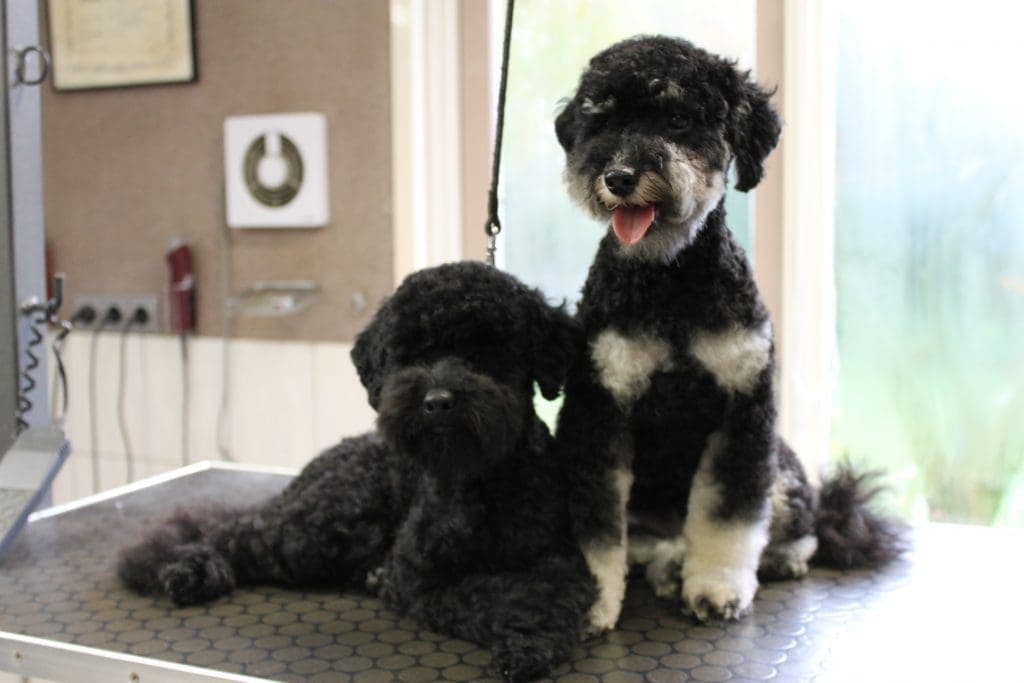 Twee honden op de trimtafel in de salon