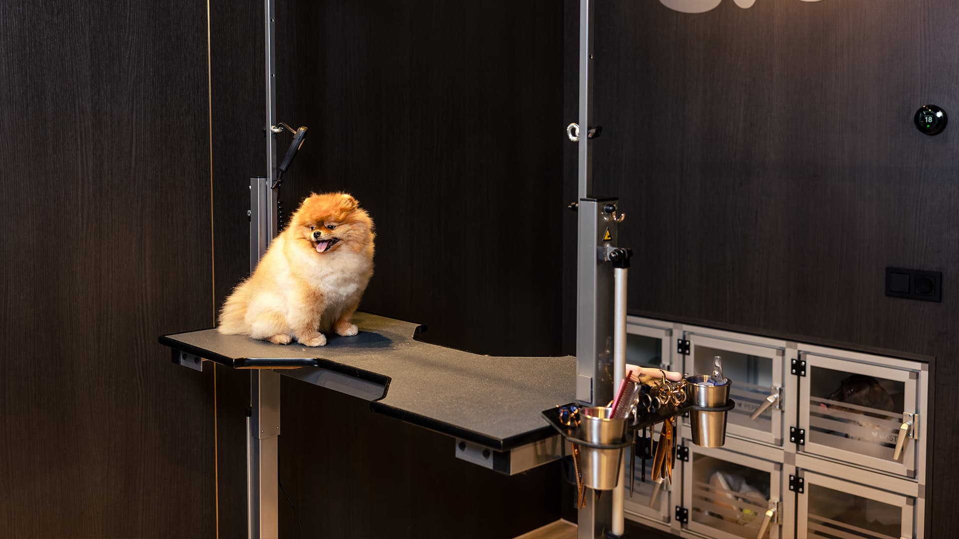 Hond wordt gekamd op de trimtafel bij Trimsalon Morris in Ede