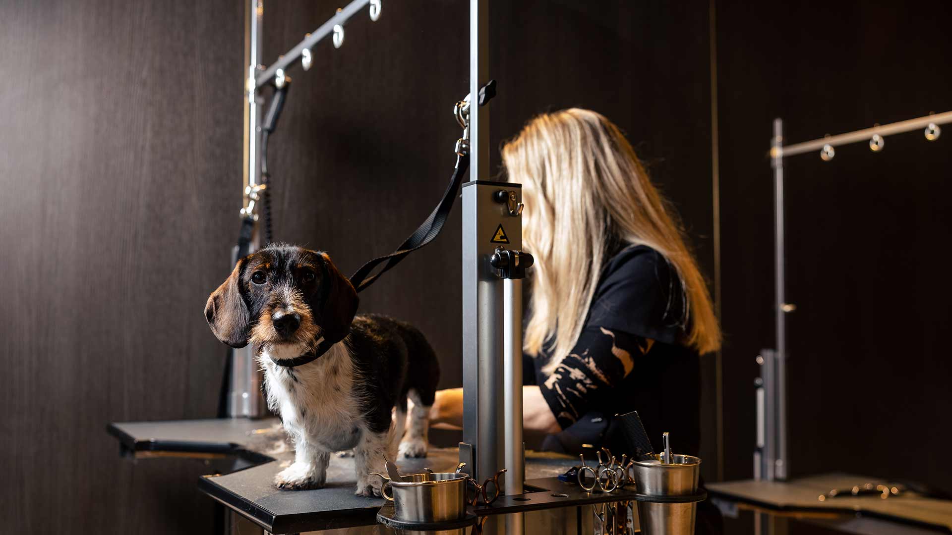 Ruwharige teckel wordt getrimd