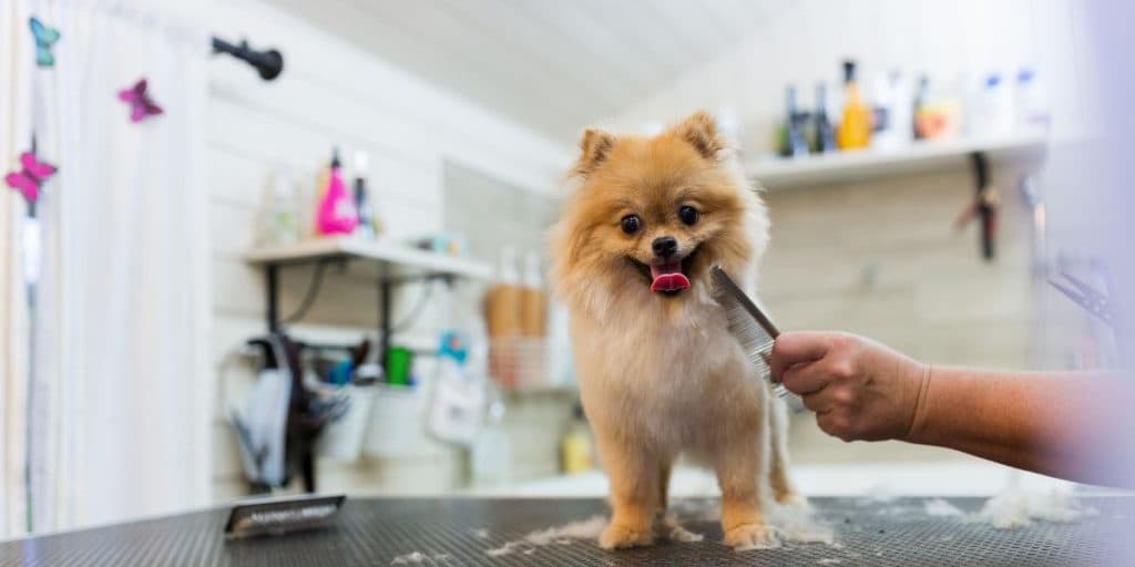 Pomeraniaan wordt geborsteld op de trimtafel